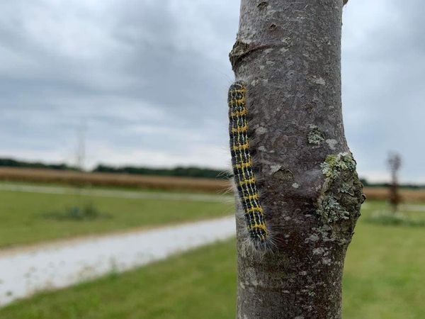 Ubudne gæster i vores nye træer